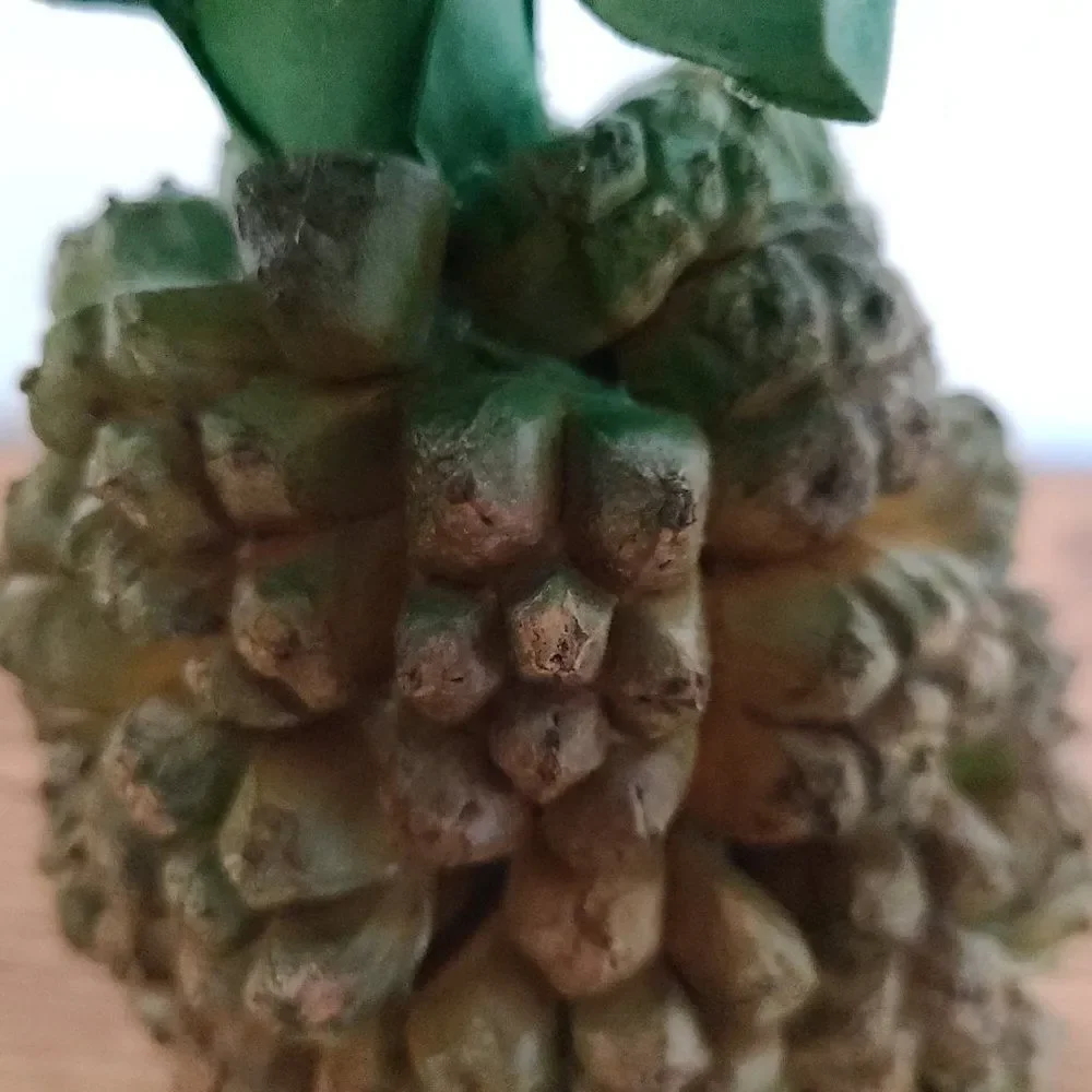 Faux Pineapple Shabby Chic Retro Welcome Hospitality Décor Vintage